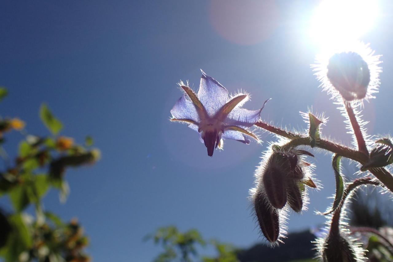 Sonnenlicht 3*